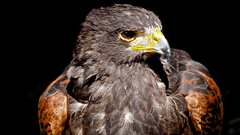 Animals, Bird, Beak, Predator, Eagle HD wallpaper