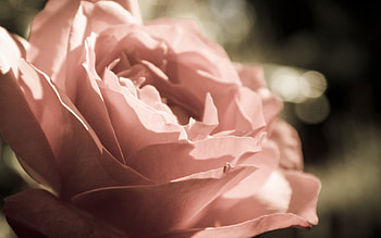 Plants, Flowers, Roses HD wallpaper