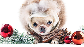 Chihuahua , Beautiful backgrounds, Lovely pets, Delightful companions HD wallpaper