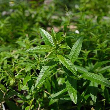 Lemon Verbena, Herb in Lexington, Aromatherapy plant, Fragrant beauty HD phone wallpaper