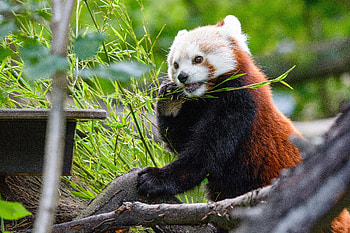 Animals, Funny, Wood, Tree, Bamboo, Panda, Red Panda HD wallpaper