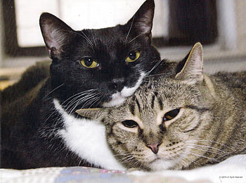 Sleeply cats, white, black, cute, cat, tabby, paws HD wallpaper