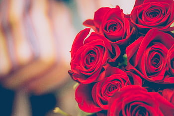 A beautiful close-up of blooming red roses with a soft, blurred background, perfect for romantic decor. HD wallpaper