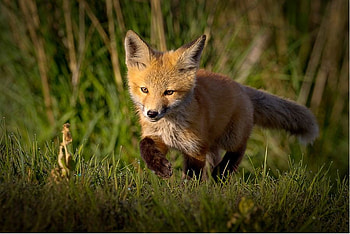 running fox kit, kit, nature, fox, running HD wallpaper
