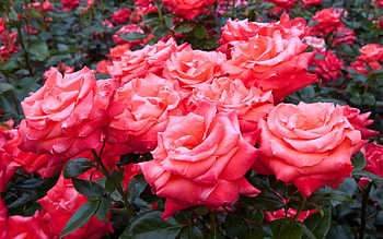 Flowers, Roses, Beauty, Greens, Garden, Lot HD wallpaper