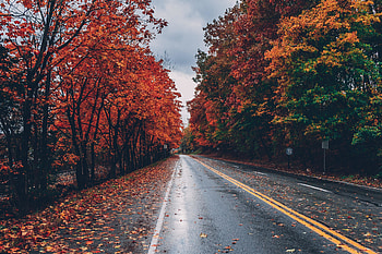 Road, autumn, tree, highway HD wallpaper