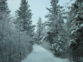 Winter in Alberta 07, winter, blue, frost, white, graphy, snow, trees, sky HD wallpaper