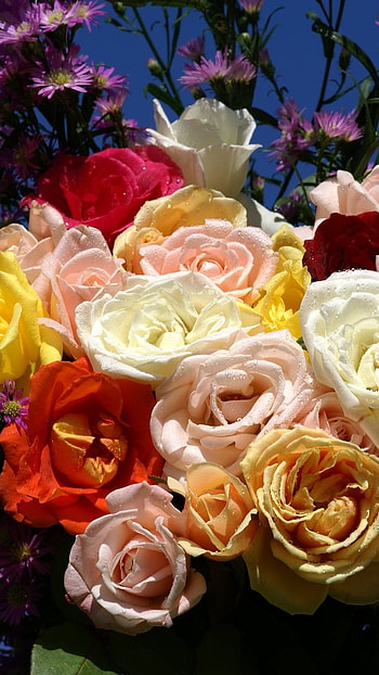 Beautiful Flowers Roses, Flowers Bunch HD phone wallpaper