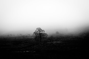 Nature, Wood, Tree, Fog, Bw, Chb HD wallpaper