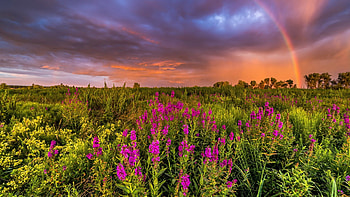 SUMMER LANDSCAPE with RAINBOW at SUNSET over WILDLFOWERS, wildflowers, rainbow, lanscape, sky, nature HD wallpaper