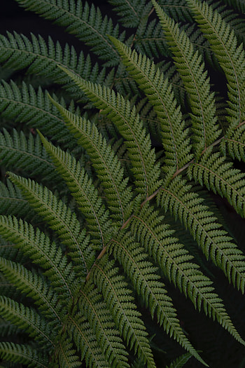 Leaves, Plant, Macro, Fern, Branch HD phone wallpaper