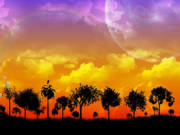 Dreamy sky at sunset, planet, sky, dreamy, sunset, tree HD wallpaper