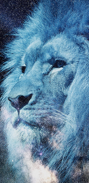 León, Leones, Animales HD phone wallpaper