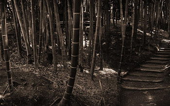 bamboo, wood brown, stairs HD wallpaper
