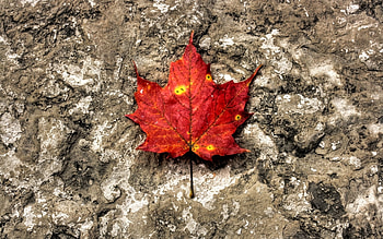 Plants, Leaves HD wallpaper
