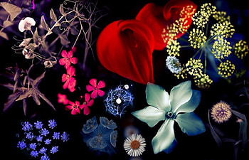 ✿⊱•╮Seasons & Colors╭•⊰✿, love four seasons, summer, graphy, colors, nature, flowers, lovely still life, seasons HD wallpaper