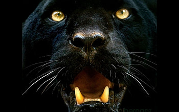 93 Black Panther HD wallpaper