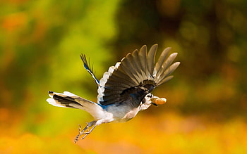 Animals, Bird, Blur, Smooth, Flight, Nut HD wallpaper
