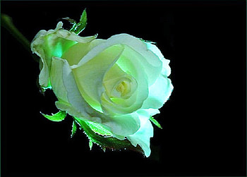 Rose glow, rose, black background, glow, light, yellow, green HD wallpaper