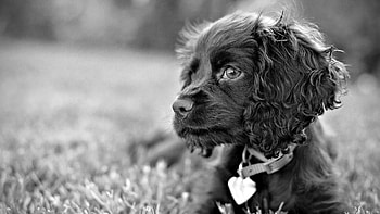 Animals, Dog, Grey, Puppy HD wallpaper
