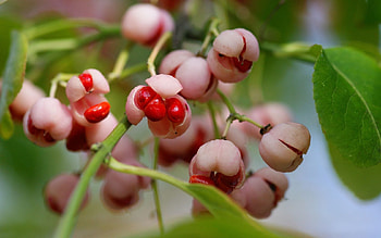 Leaves, Macro, Branch, Berry HD wallpaper