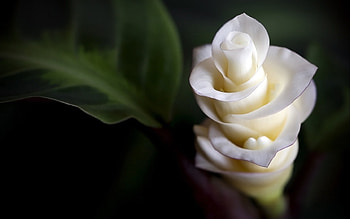 White Flower, white, amazing, one, flower HD wallpaper
