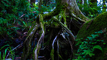 Old tree, big roots, moss, forest HD wallpaper
