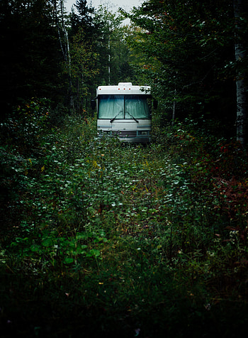 Nature, Miscellanea, Miscellaneous, Forest, Bus HD phone wallpaper