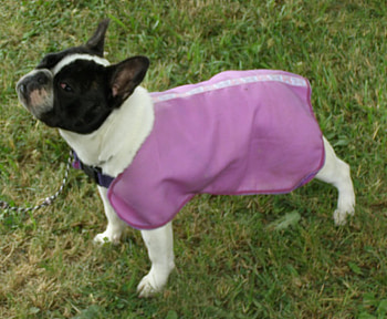 French Bulldog, ella, frenchie HD wallpaper