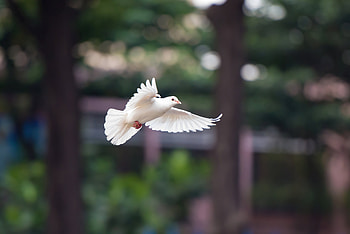 Flying White Dove, dove, birds HD wallpaper