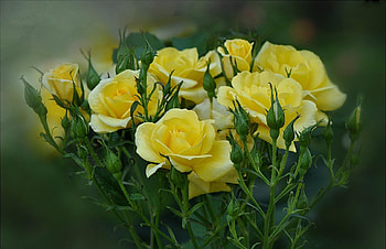 Flowers, Roses, Blur, Smooth, Bouquet HD wallpaper