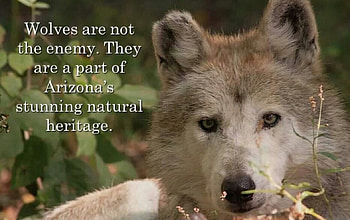 wolf wisdom, white, timber, saying, black, wolves, , wolf, canislupus, howling, wolf art, wisdom HD wallpaper