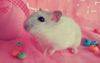 Cute hamster, Adorable pet, Christopher Peltier, Animal lover HD wallpaper