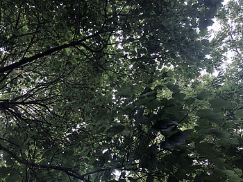 Branches Embrace, tree, graphy, nature, outdoor HD wallpaper