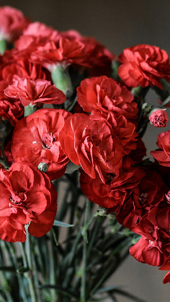Carnation flower, Stunning , Nature's art, Delicate beauty HD phone wallpaper