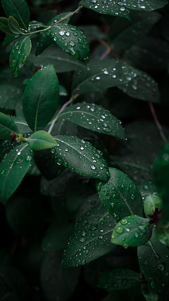 Leaves, Drops, Macro, Dark, Branches, Dew HD phone wallpaper