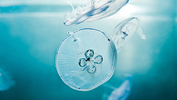 Jellyfish, unterwater, blue sea HD wallpaper