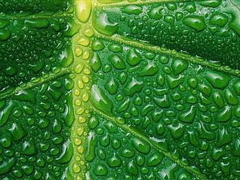 Water, Background, Leaves HD wallpaper