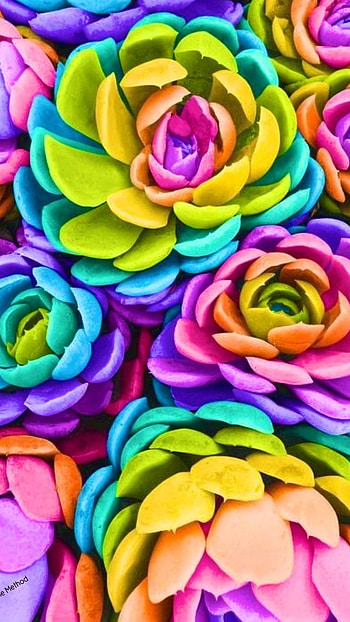 Colour Full, Flowers HD phone wallpaper