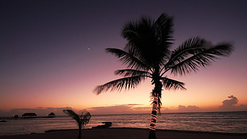 christmas in the tropics, palms, night, sea, moon, lights, xmas, beach HD wallpaper
