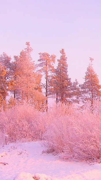 Aesthetic, Snow Aesthetic, Pink Background HD phone wallpaper