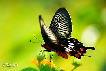 Beauty plus, white, black, butterfly, flower, green, red, gold, beauty HD wallpaper
