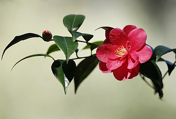 Camellia, green, red, flower HD wallpaper