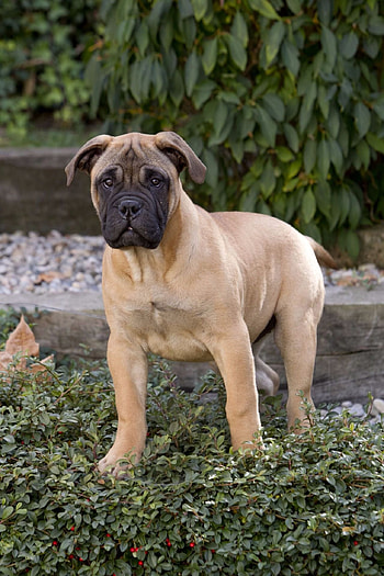 Bullmastiff, Perros, Razas, Dogs HD phone wallpaper