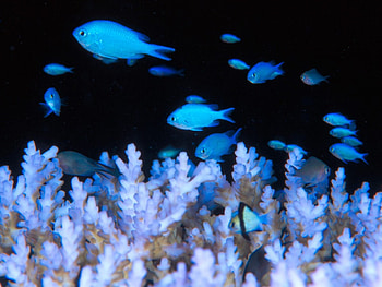 damselfish, night sea, blue fish, ocean HD wallpaper
