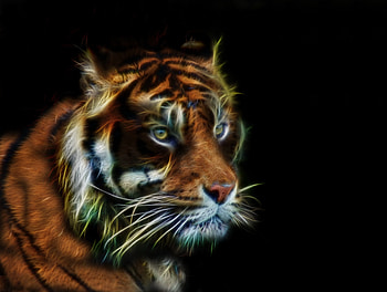 Tiger, muzzle, predator, art HD wallpaper
