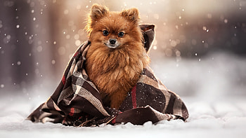 Too Cold, dog, winter, blanket, snow HD wallpaper