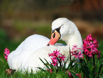 Swan in spring, hyazinth, swan, bird, spring HD wallpaper