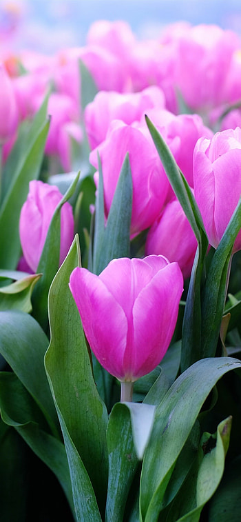 Tulip beauty, Bright and colorful, Nature's masterpiece, Stunning HD phone wallpaper