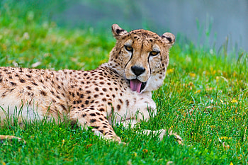 Animals, Grass, Cheetah, Cat, To Lie Down, Lie, Predator, Wash Up, Wash HD wallpaper